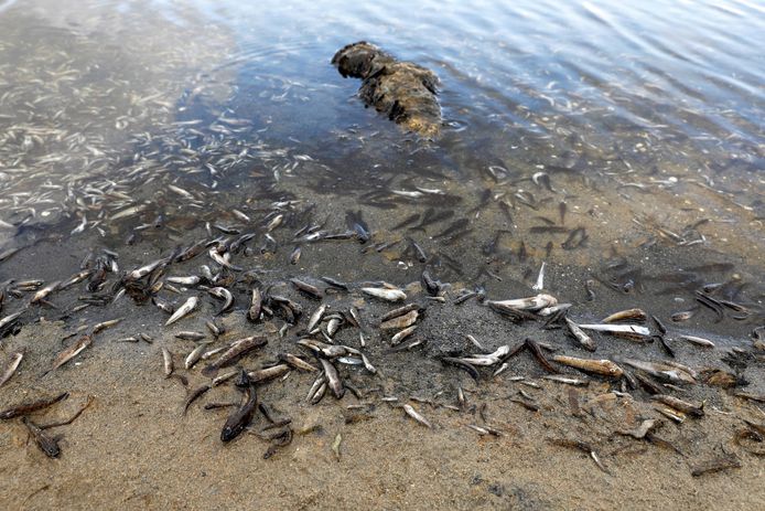 Pour le quatrième jour consécutif, des poissons morts continuent d'apparaître sur les plages de La Manga del Mar Menor, Murcie, Espagne, 21 août 2021.