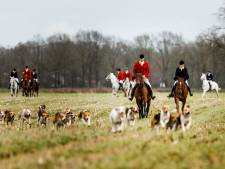 Ruiters en honden trekken om broedende scholekster heen, maar weidevogelgroep vindt slipjacht bij Riel ‘verschrikkelijk’