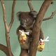 Hulp uit de hele wereld voor koala's met verbrande poten