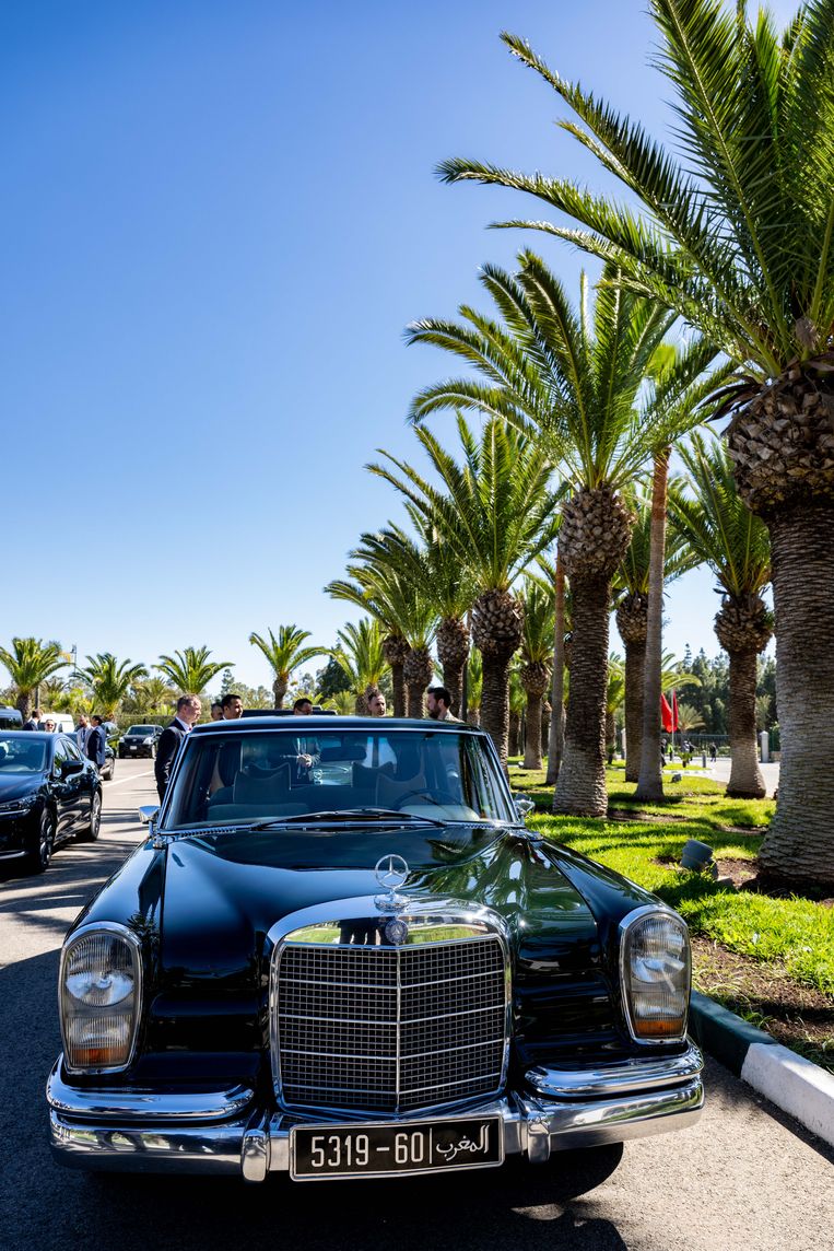 The inhabitants of Casablanca are fed up with palm trees