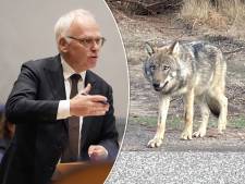 Wolf blijft voorlopig buiten schot, minister: ‘Mensen aanvallen? Dat zie ik niet zo snel gebeuren’