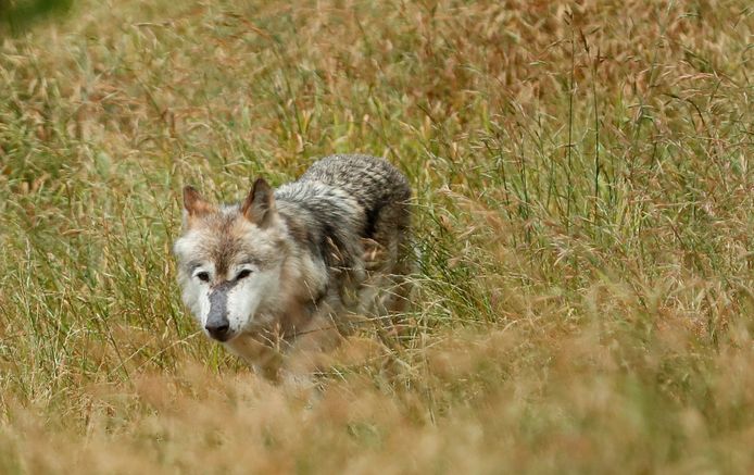 Een wolf in het zuiden van Frankrijk. Het land zou thuis zijn voor naar schatting 430 wolven, een aantal dat enkel maar lijkt toe te nemen.