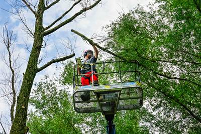 Via een strak schema moet duizenden bomen weer toonbaar worden. Om precies te zijn 28.204 exemplaren