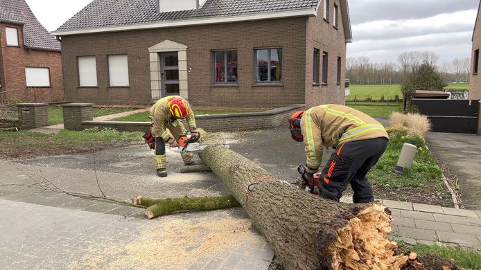 De brandweer was maandag al in de weer om de boom te verwijderen.