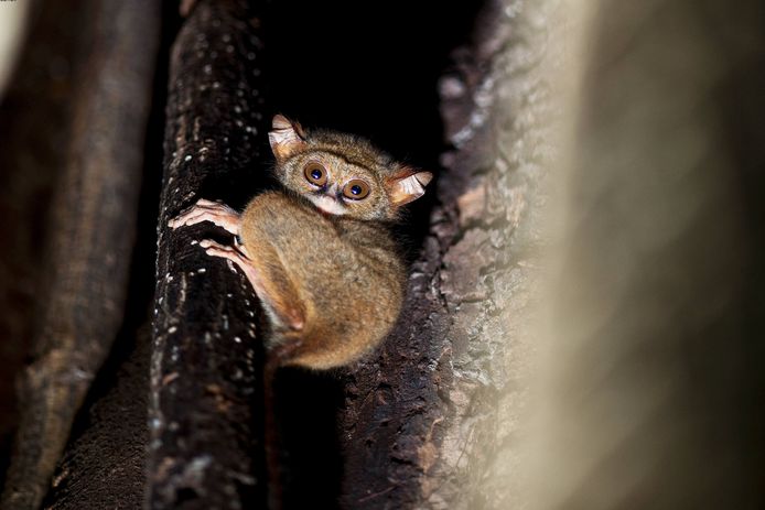 The size of the dwarf tarsiers is 4 cm.