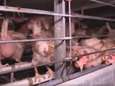 “Dieren pikken elkaar volledig kaal door stress”: Animal Rights maakt trieste beelden in kippenbedrijf