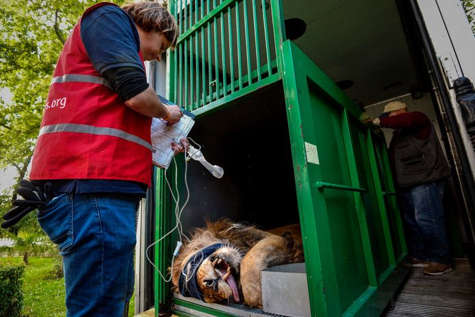 Een Four Paws-medewerker controleert in de dierentuin van Tirana de toestand van de tien jaar oude leeuw Lenci voor vertrek naar Nederland.