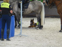 Paarden en honden bij de politie moeten samenwerken en dus gewend zijn aan elkaar.