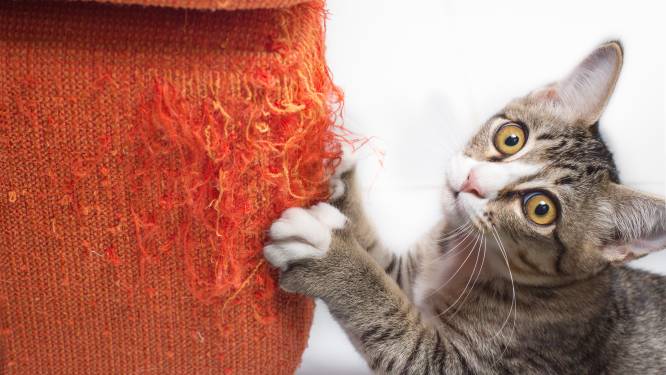 Ben je een ‘cat lover’? Dit zijn vijf toptips om je woning helemaal katvriendelijk te maken