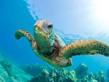En Guyane, la lutte anti-braconnage fait le bonheur des tortues marines