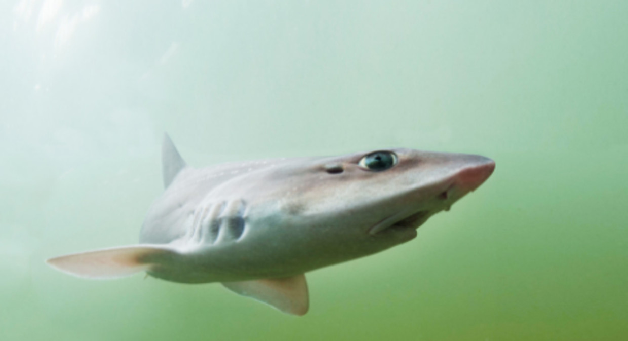 Deze haai Nederlandse wateren Trouw