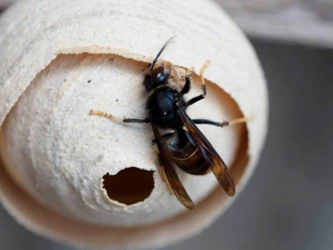 Alert in de achtertuin: hoe de Aziatische hoornaar de provincie Utrecht binnen sluipt
