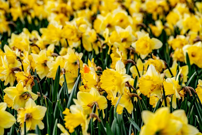 Het mag dan wel lente zijn: in De Bilt was het vannacht kouder dan het in de hele winter geweest is.