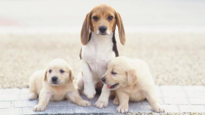 "Dieren zijn levende wezens met gevoelens" moet in de grondwet
