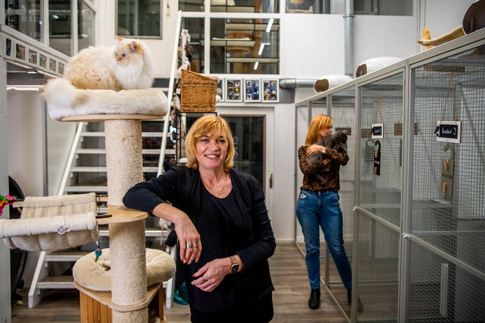 Het kattenhotel Kat Inn in Rotterdam staat grotendeels leeg nu mensen minder op vakantie gaan. Eigenaar Iris-Nadine Bos ziet het somber in ook voor de komende wintermaanden.