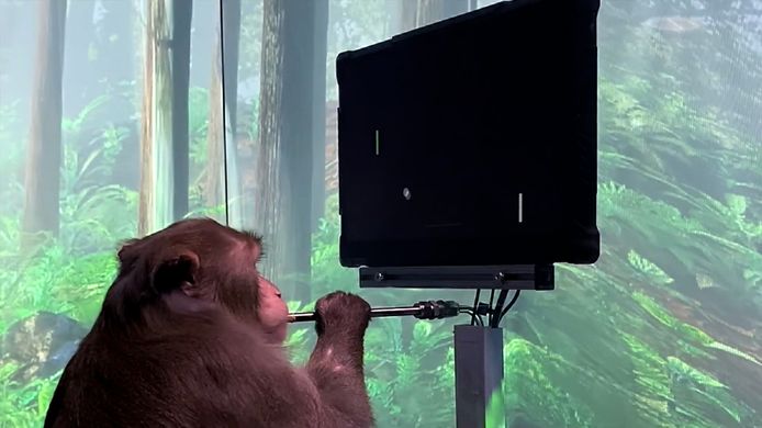 Musk laat aapje computerspel via chip spelen