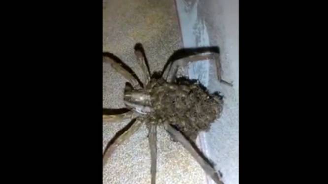 Brrr Dit Enorme Web Herbergt 107 Miljoen Spinnen Bizar Hln Be