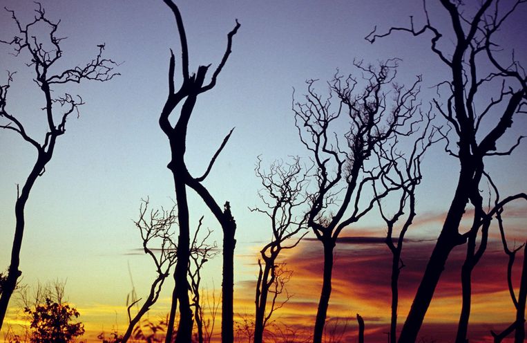 Verkoolde bomen na een bosbrand in het Braziliaanse Amazonewoud. Beeld Photo News