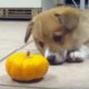 Puppy weet écht niet wat-ie aanmoet met een pompoen