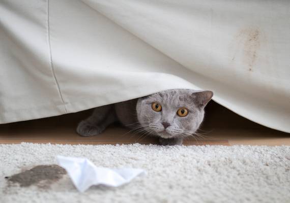 Huurders woonden Fenna’s huis volledig uit: “De kat zat doodsbang onder de bank”