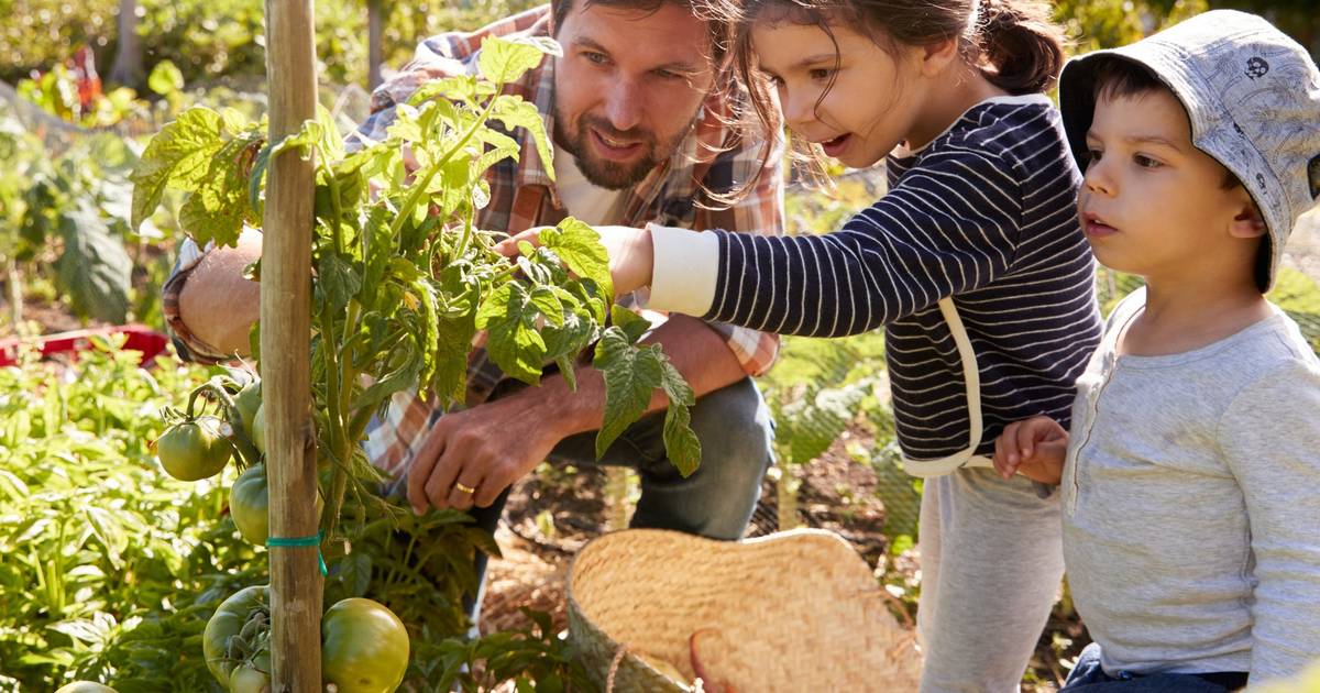 Consiglio per il fine settimana.  8 titoli dove puoi scegliere le tue verdure, frutta ed erbe aromatiche: quanto costa e perché dovresti prenderlo in considerazione?  |  mangiare