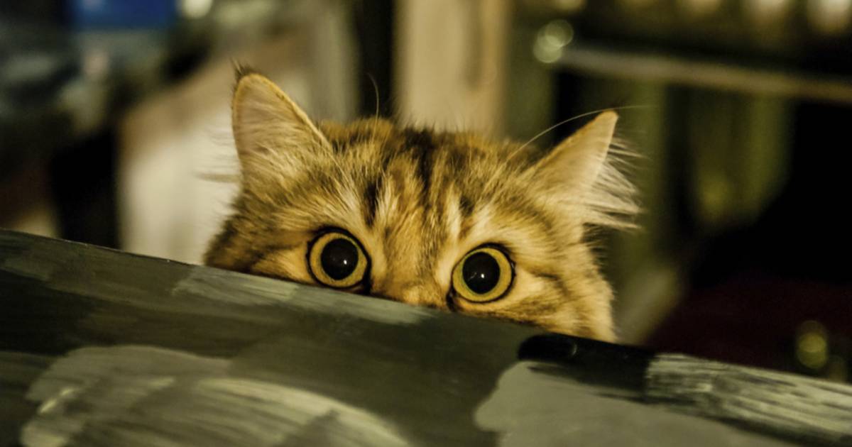 tien tekenen dat je kat je wil vermoorden bizar hln be