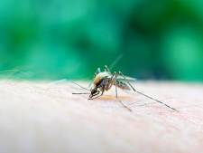 Zet je schrap: de zomer wordt naar verwachting ‘muggenrijk’