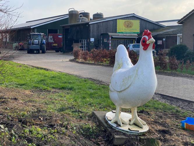Angst voor vogelgriep zorgt voor stress in kippenschuur van boer Henk: ‘Kijk vaak naar boven’