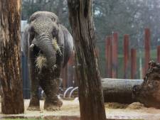 Ouwehands allereerste olifantenbaby kan ieder moment worden geboren