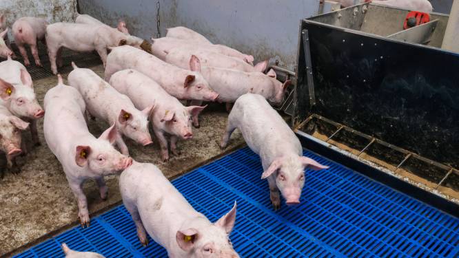 Buurt die sluiting stinkende stal eist, is al 35.000 euro kwijt aan rechtszaken tegen varkensboerderij