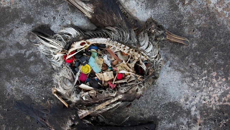 Recensent Fobie etiket Vogels verwarren plastic met eten door geur algengroei | De Volkskrant