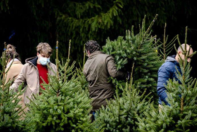 Klanten kiezen een kerstboom uit bij kerstboomkwekerij Van Zijl. Steeds meer mensen hebben al een boom staan in november.