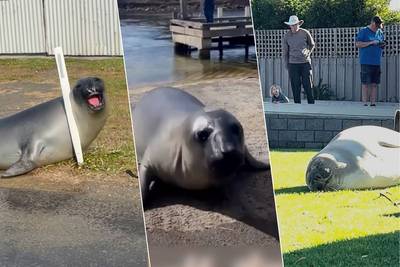 KIJK. ‘Neil the Seal’ zet boel op stelten in klein Tasmaans dorpje, maar wordt al snel iedereens favoriete buurtbewoner: “Ondeugende jongen!”
