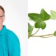 Een klimop, is dat een goed idee?