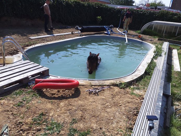 Het paard kon niet zelf uit het zwembad raken.