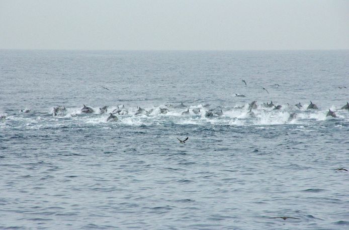 Orka's jagen op een school dolfijnen.