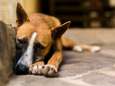 50 verwaarloosde honden in beslag genomen in woning in Gavere: “Situatie is bewoners boven het hoofd gegroeid”