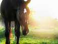 Beul verminkt paard in Rijkevorsel: politie roept op dieren op stal te zetten