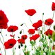 Ooit werden Britse baby's zoetgehouden met opium