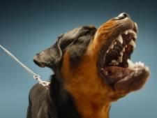 Wanneer krijgt een bijtende hond een spuitje?