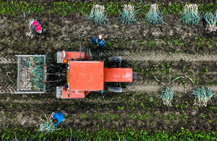 De prei-oogst bij een biologisch land- en tuinbouwbedrijf. Onderzoek van de Universiteit van Wageningen laat zien dat supermarkten geen grote winst behalen op biologische producten.  Beeld JEFFREY GROENEWEG/ANP
