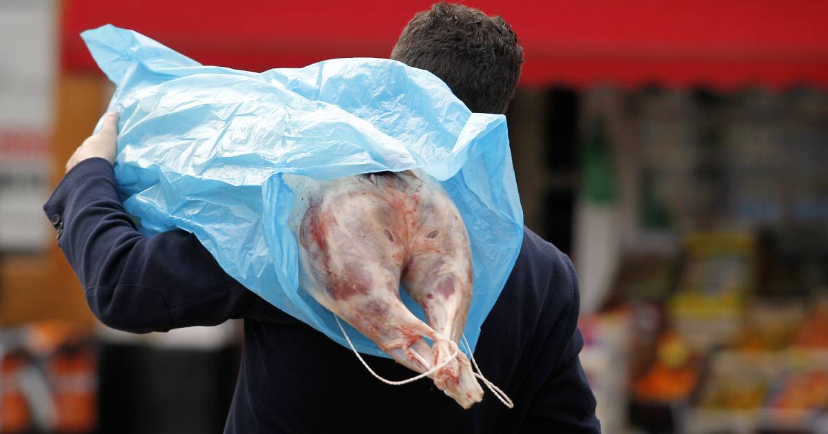 ‘Geredde’ schapen uit illegaal slachthuis misschien alsnog onverdoofd geslacht