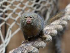 De mini's onder de apen: volwassen dwergzijdeaap weegt net zoveel als een banaan