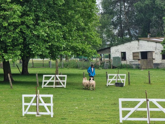 In het Vlaams-Brabantse Essene vindt dit weekend het Belgisch kampioenschap schapendrijven plaats.