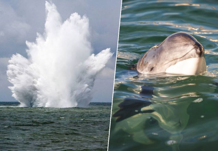 De effecten van de knal kunnen “catastrofaal” zijn voor bruinvissen, waarschuwt onder meer SOS Dolfijn.