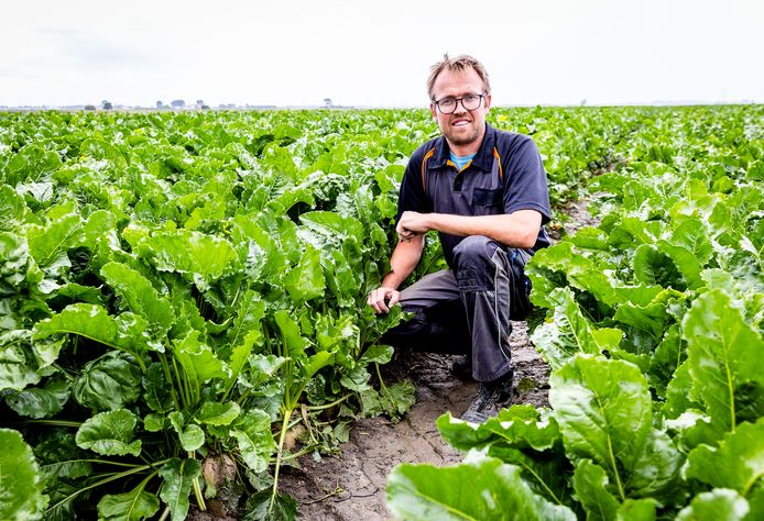 Boer Pieter Hage uit Zuid-Beijerland in zijn land met suikerbieten.