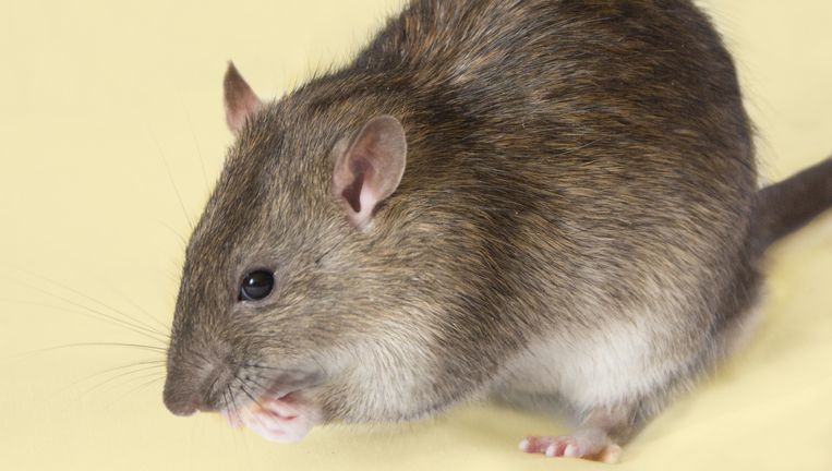 De Bruine Rat Is Gewoon Een Eekhoorn Zonder Pluimstaart De Volkskrant