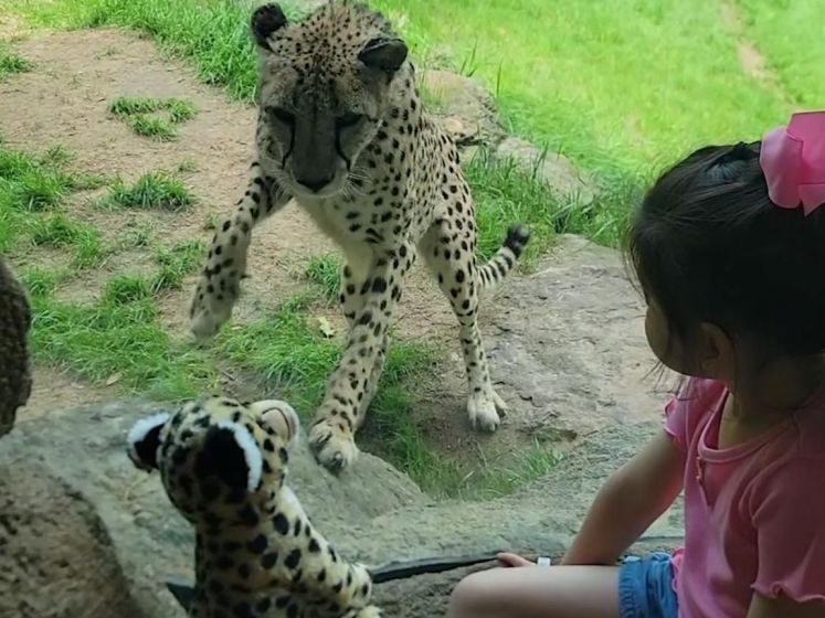Cheeta gefascineerd door knuffel van soortgenoot