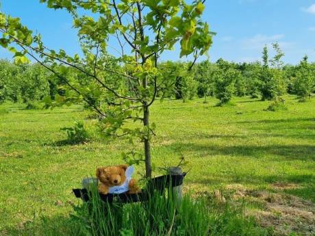 Motoragent schiet aangeslagen moeder te hulp en laat troostbeer achter in Kinderbomenbos