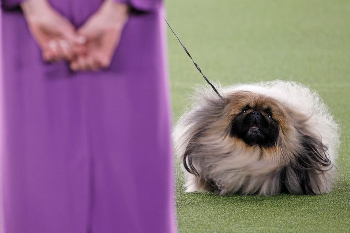 Ce p kinois est le plus beau chien des tats Unis Insolite